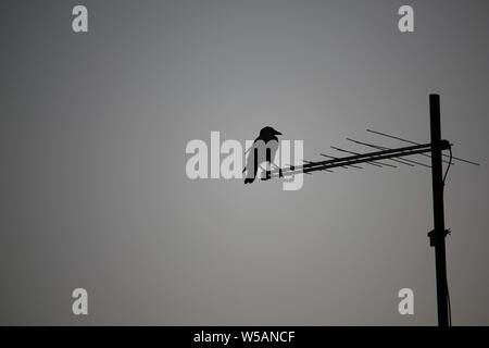 Crow silhouette standing on tv antenna on the roof of house in the evening Stock Photo