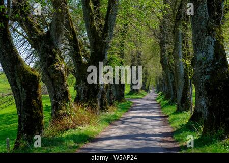 Kurfurstenallee, lime tree avenue, Marktoberdorf, Allgau, Swabia, Bavaria, Germany Stock Photo