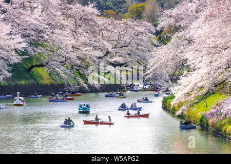 Japanese rowing in boats on the Imperial Palace canal to cherry blossom, Hanami moored, blossoming cherry trees, Chidorigafuchi Green Way, Tokyo Stock Photo
