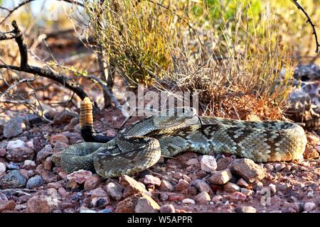 Eastern black-tailed rattlesnake (Crotalus ornatus) on desert ground, Indio mountains, Texas, USA Stock Photo