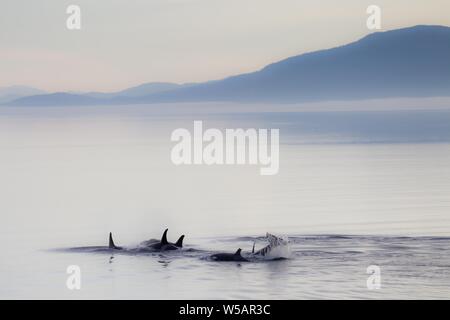 Orcas (Orcinus orca), just after dawn, Inside passage, Alaska, USA Stock Photo