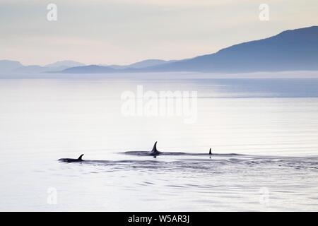 Orcas (Orcinus orca), just after dawn, Inside passage, Alaska, USA Stock Photo