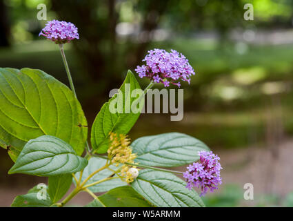 Flowering Verbena bonariensis with small violet flowers, on a blurred background. Stock Photo