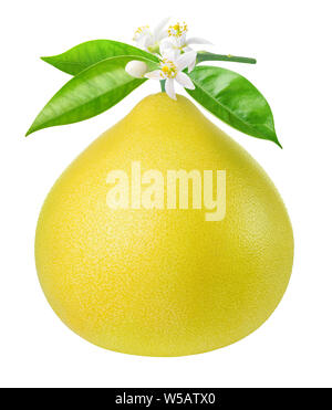 Isolated pomelo (pummelo) citrus fruit. Fresh pomelo hanging on a branch with flowers isolated on white background with clipping path Stock Photo