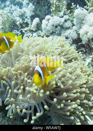 The clownfish (amphiprioninae) also called anemonefish, next to an sea anemone, in the Red Sea off the coast of Yanbu, in Saudi Arabia. Stock Photo