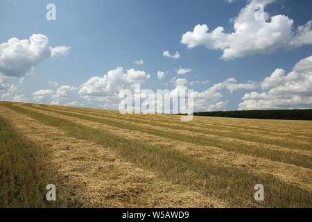 Mow down wheat field Stock Photo