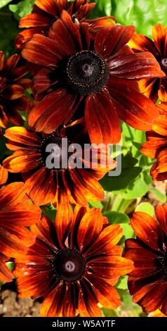 A cluster of Rudbeckia Bronze Bicolor flowers. Stock Photo