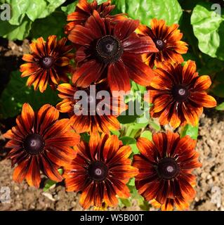 A cluster of Rudbeckia Bronze Bicolor flowers. Stock Photo