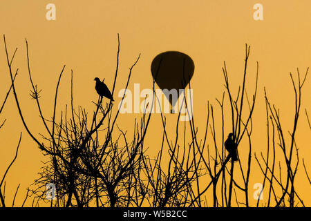 Araçoiaba da Serra, São Paulo, Brazil. 27th July, 2019.  Twenty balloons take part in the Brazilian Balloon Championship takes place in Araçoiaba da Serra, in the interior of SP, this Saturday morning. In the photo balloons take off at sunrise. (Photo: Cadu Rolim/Fotoarena) Credit: Foto Arena LTDA/Alamy Live News Stock Photo