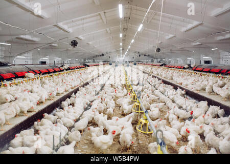 Big indoors modern chicken farm, chicken feeding. Stock Photo