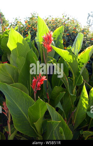 canna indica or african arrowroot or indian shot plant in bloom in ornamental garden in germany, big plant of canna edulis Stock Photo