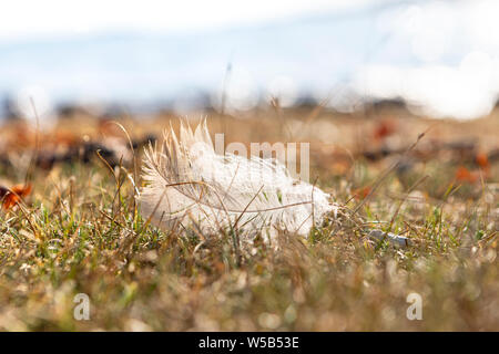 close up of a single white bird feather on tundra grass next to a beach with a blurred background Stock Photo