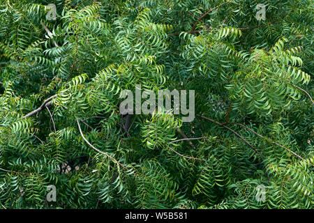 Top view of neem tree Stock Photo