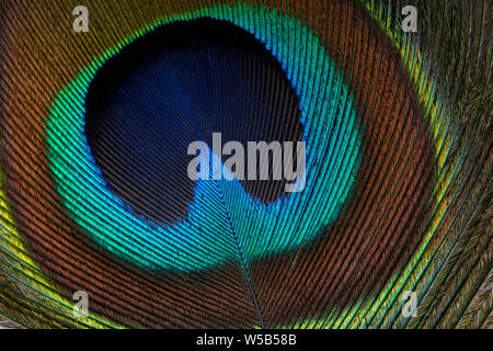 Closeup (macro) shot of Peacock feather Stock Photo