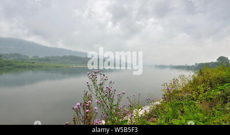Misty rainy summer landscape on the bank of river. Dense forest on the hills with fog covered, purple wild flower on riverside on a river water backgr Stock Photo