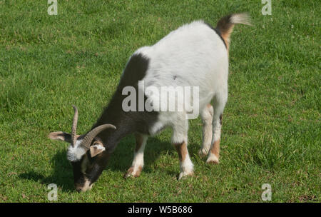 A black and white goat grazing on green grass in a field Stock Photo
