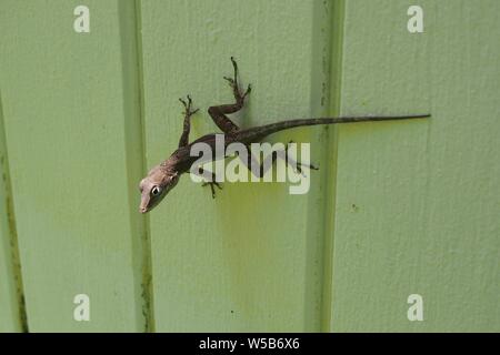 Anguilla anole (Anolis gingivinus) sunning itself on a green painted wooden wall, Anguilla, BWI. Stock Photo