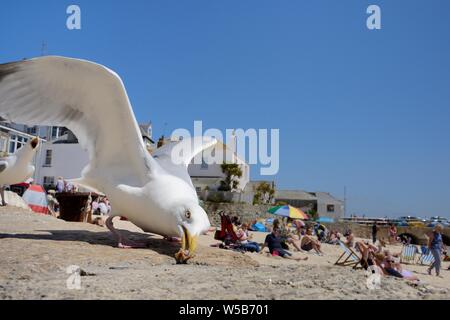 Adult Herring gulls (Larus argentatus) scavenging food left-overs on a seafront overlooking a beach, St.Ives, Cornwall, UK, June. Stock Photo