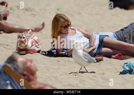 Adult Herring gull (Larus argentatus) walking among sunbathing tourists on a beach, looking for a chance to scavenge or steal food, St.Ives, Cornwall. Stock Photo