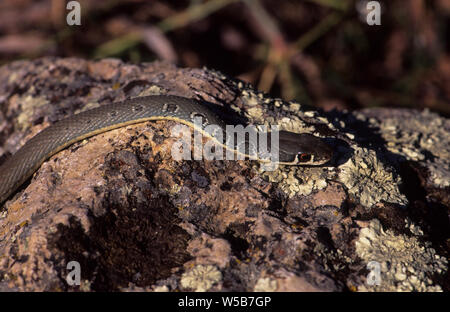 Dahl's whip snake (Platyceps najadum) Lesvos Greece Stock Photo