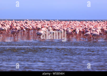 A Flamboyance of Flamingoes in Swakopmund, Namibia Stock Photo