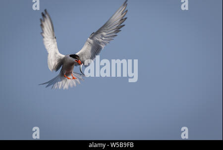 Arctic Tern (Sterna paradisaea) flying with fish on a summer morning in Maine
