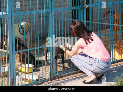Girl volunteer in the nursery for dogs. Shelter for stray dogs. Stock Photo
