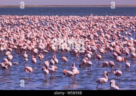 A Flamboyance of Flamingoes in Swakopmund, Namibia Stock Photo