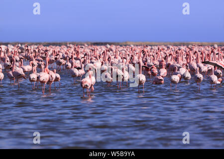 A Flamboyance of Flamingoes in Swakopmund, Namibia Stock Photo