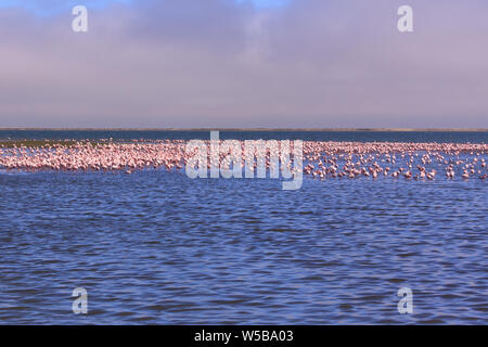 A Flamboyance of Flamingoes in Swakopmund, Namibia Stock Photo