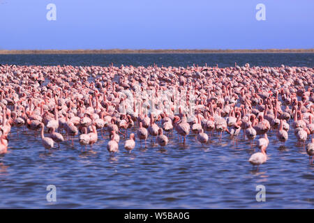 A Flamboyance of Flamingoes in Swakopmund, Namibia Stock Photo