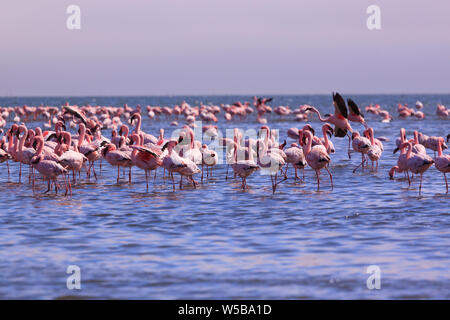 A Flamboyance of Flamingoes in Swakopmund, Namibia Stock Photo