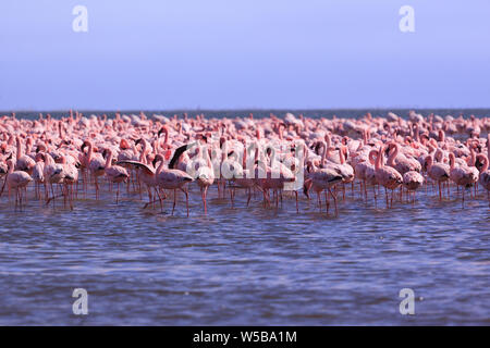 A Flamboyance of Flamingoes in Swakopmund, Namibia Stock Photo