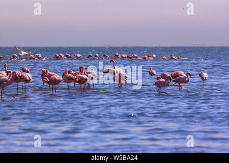 A Flamboyance of Flamingoes in Swakopmund, Namibia Stock Photo