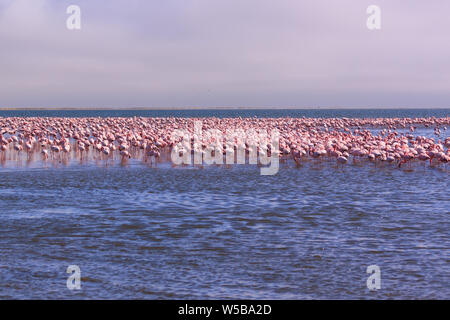 A Flamboyance of Flamingoes in Swakopmund, Namibia Stock Photo