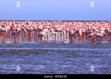 A Flamboyance of Flamingoes in Swakopmund, Namibia Stock Photo