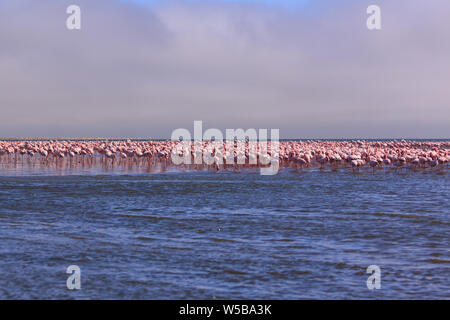 A Flamboyance of Flamingoes in Swakopmund, Namibia Stock Photo