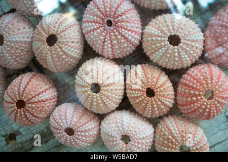 Close-up of pink and purple sea urchin shells arranged in rows on weathered wood surface Stock Photo