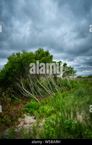 A cluster of windswept trees in front of an ominous, dramatic cloud-filled sky at Cape May, New Jersey. Stock Photo