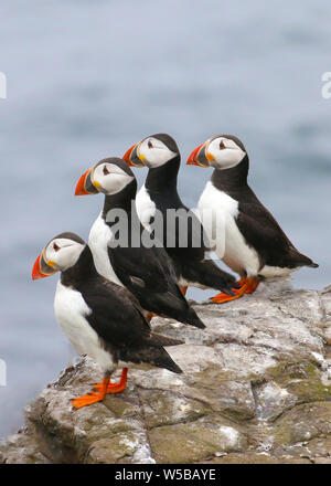 Group of 4 puffins standing in a row looking out to sea whilst standing on a rock on the Farne Islands. Stock Photo
