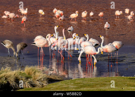The flock of James Flamingo and their young birds in  Laguna Colorada, -  true wildlife. Altiplano. Bolivia. South America. Stock Photo