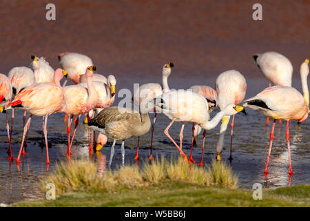 Young gray flamingo stands with adult flamingos in Laguna Colorada. Andean wildlife. Bolivia, South America Stock Photo