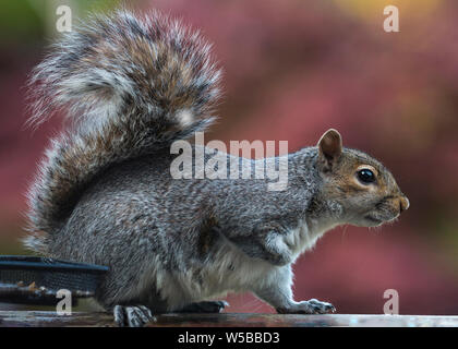 Grey squirrel  looking alert and ready to run as he had been stealing bird food from the bird feeder Stock Photo