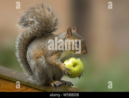 Grey Squirrel on top of fence holding and eating an apple that he'd taken from a nearby tree. Stock Photo