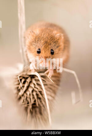 Harvest Mouse on top of an upside down teasel taken with a shallow depth of field to give small focal point on mouse face and rest blurred Stock Photo