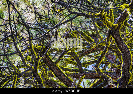 Wolf Lichen (Letharia vulpina) growing on the branches of a pine tree in Yosemite National Park, Sierra Nevada mountains, California Stock Photo