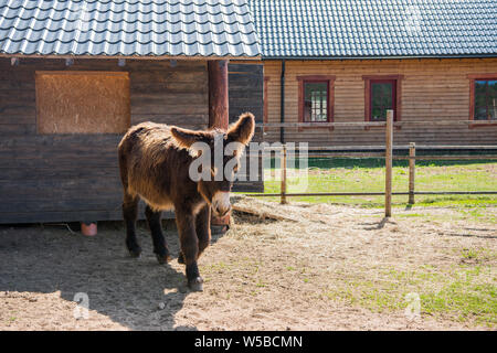 Funny brown donkey domesticated member of the horse family Stock Photo