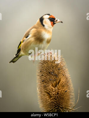 Goldfinch perched on top of teasel feeding on seed Stock Photo