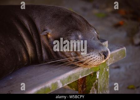 Sea lion laying on a bench with eyes closed and a blurred background Stock Photo