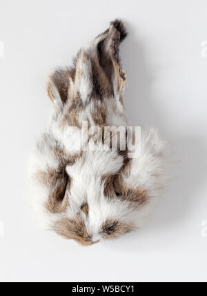 Dried and Preserved Rabbits Head on a white background Stock Photo - Alamy